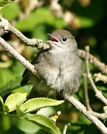 blackcap